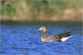 <p>HUSA BĚLOČELÁ (Anser albifrons) Šluknov - zastávka během migrace</p>